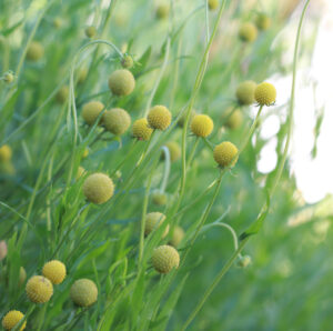 nupsheleenium-cephalophora-aromatica-pineapples-tarkaed