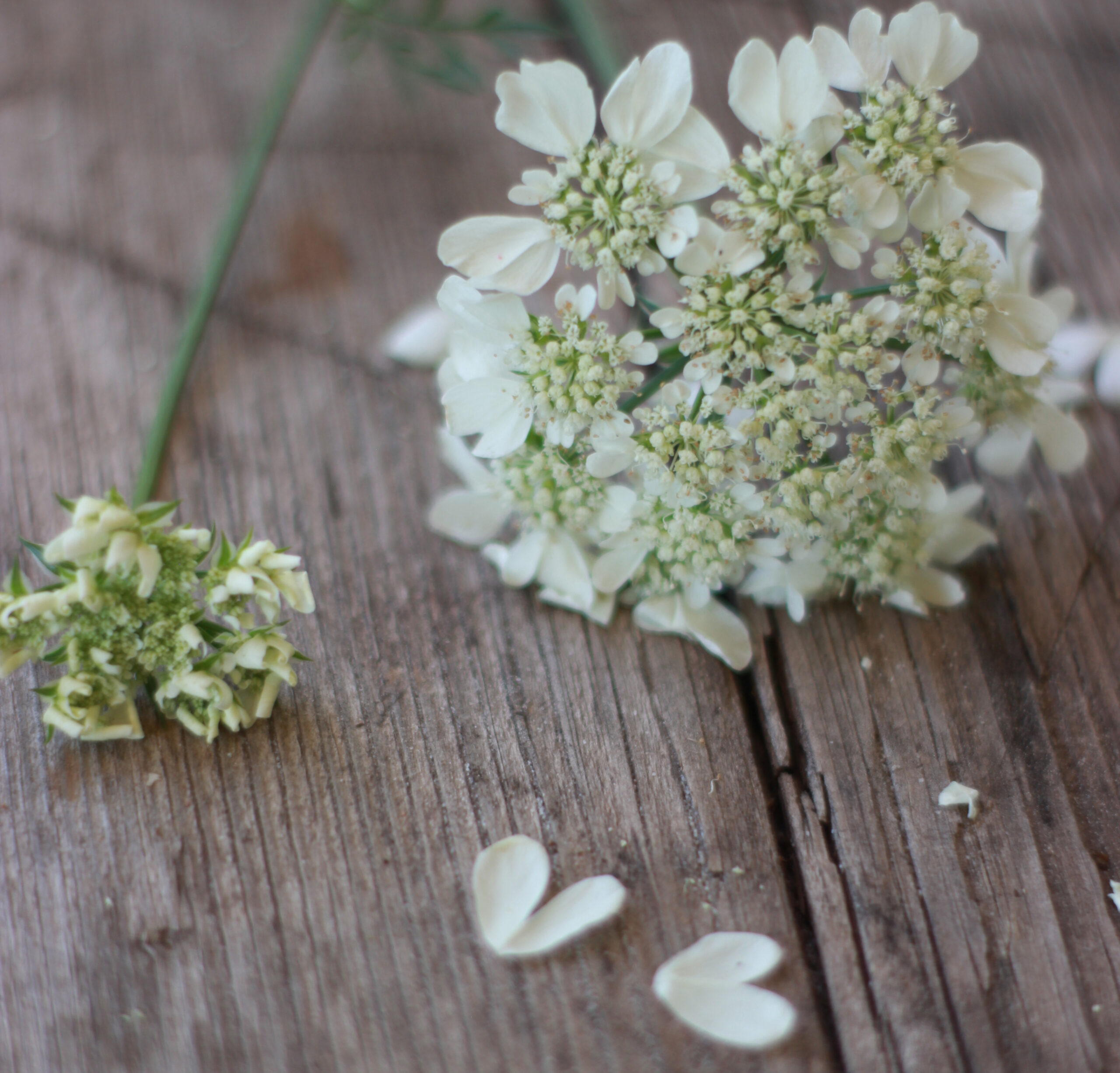 suureõieline-orlaia-orlaya-grandiflora-tarkaed