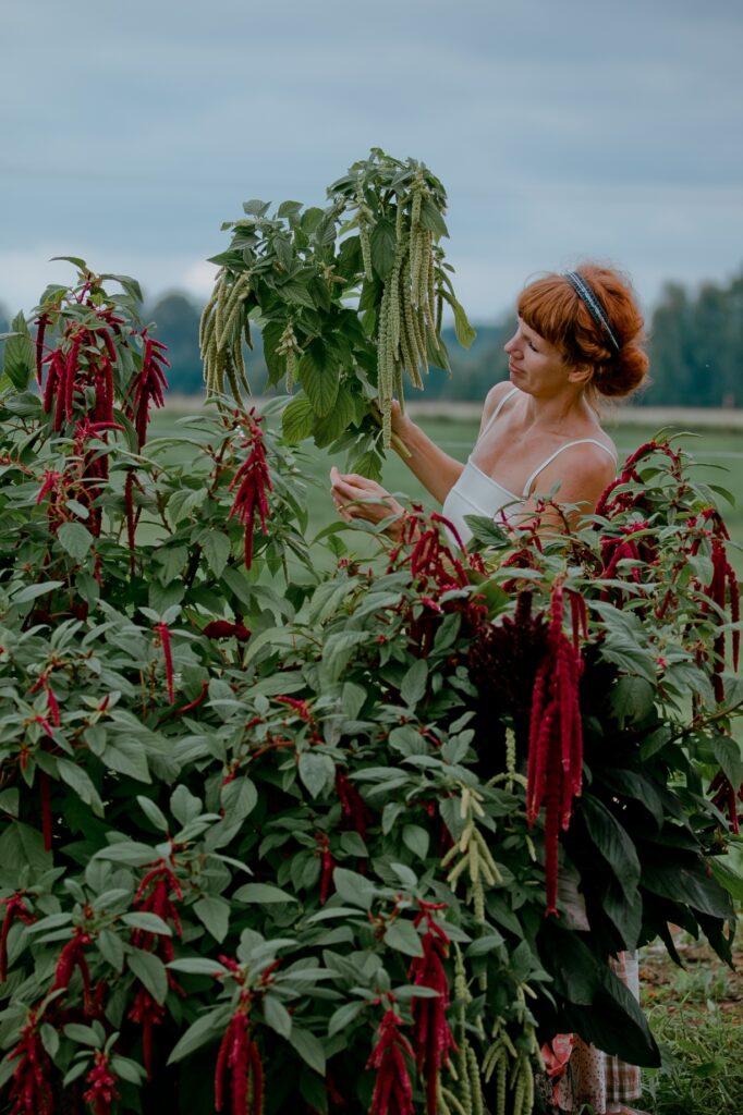 inga-longus-rebashein-amaranthus-caudatus